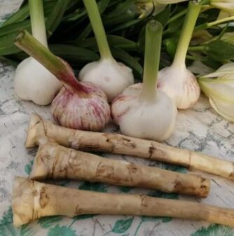 Raftina und Knoblauch gegen Lamblia