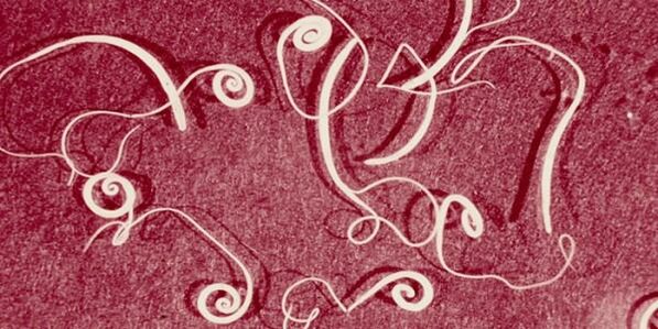 Foto von menschlichen Parasiten