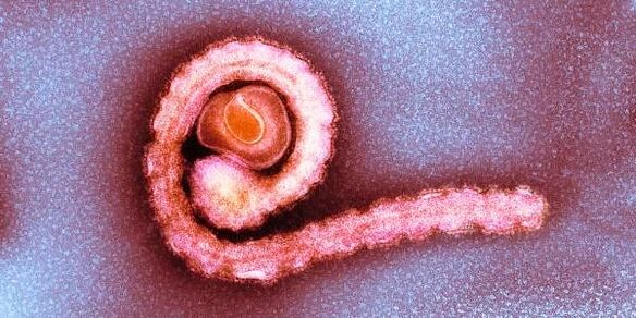 Zwergbandwurm im menschlichen Körper