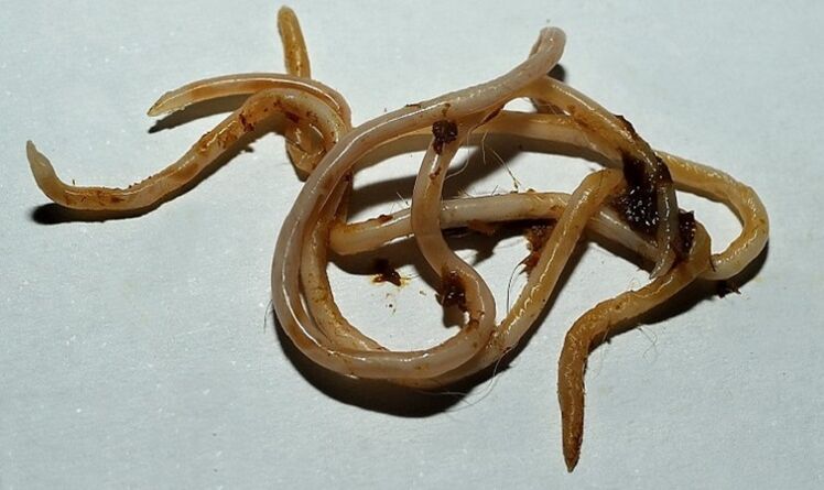 Toxocara aus dem menschlichen Körper