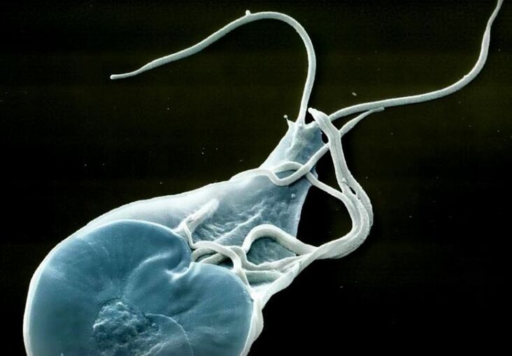 intestinale Lamblia beim Menschen